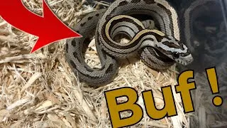 Miniature : Le gène Buf alors ça donne quoi en vrai 🧬?! Naissances de scaleless...