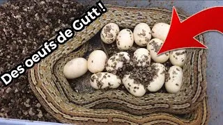 Miniature : Des oeufs de serpent des blés ! Incubation et conseils ...