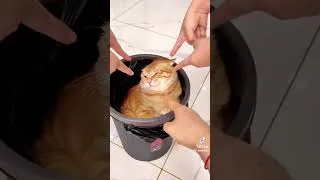 Miniature : Jouer avec son animal préféré cat