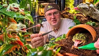 Miniature : Je nourris mes animaux EXOTIQUES chaque soir ! Grenouilles, caméléon et crapauds 🐸�