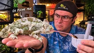 Miniature : 🦎 TUTORIEL CAMÉLÉON : tout ce qu’il faut savoir avant d’en adopter un !