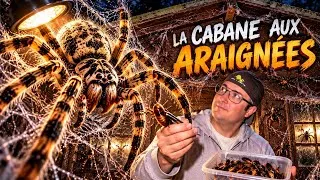 Miniature : JE NOURRIS MES ÉNORMES TÉGÉNAIRES À LA MAIN ! 🕷️ Bienvenue dans ma cabane aux araignées