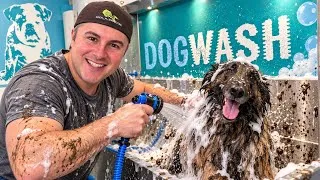 Miniature : J’ai testé le DOG WASH : comment ça marche ? 🐶