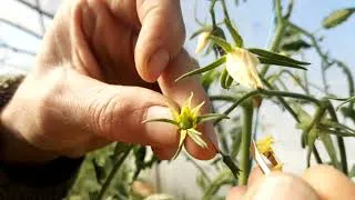 Miniature : Croisement manuel  des tomates:   castration de la fleur femelle