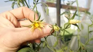 Miniature : Croisement manuel des tomates: comment déterminer le bon stade  de la fleur femelle