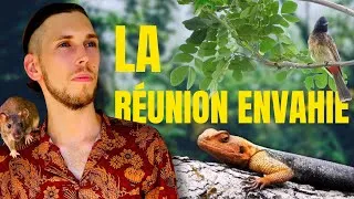 Miniature : LA RÉUNION ENVAHIE ? 🇷🇪