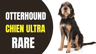 Miniature : Otterhound : Le Chien Légendaire Aux Capacités Incroyables !