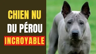 Miniature : Le Chien Nu du Pérou : Un Trésor Méconnu à Découvrir