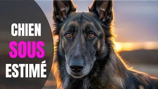 Miniature : Berger Hollandais : Le Chien le Plus Sous-Estimé du Monde