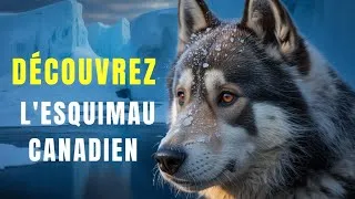Miniature : Cette Race Ancienne Disparaît… Découvre Le Chien Esquimau Canadien !