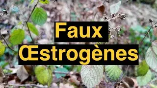 Miniature : Perdre 10 kilos - ép. 037 - Ces Faux Œstrogènes Qui Sabotent Ta Transformation Physique (40+)