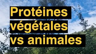 Miniature : Perdre 10 kilos - ép. 034 Protéines végétales vs animales : impact sur la perte de poids