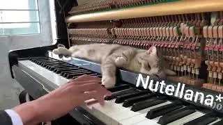 Miniature : Mozart & Fifi "La miarche turque*