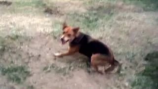 Miniature : Ma chienne prochaine recrue du PSG