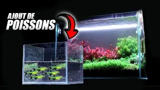 Miniature : Je taille l'Aquarium et j'ajoute des POISSONS!
