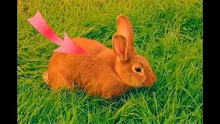 Miniature : La respiration chez le Lapin  - extraits