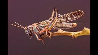 Miniature : La respiration chez le Criquet - extraits