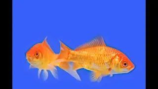 Miniature : La respiration chez le Poisson rouge - extraits