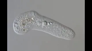 Miniature : Amibes et paramécies en mouvement - UHD