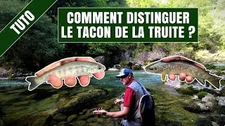 Miniature : TRUITE FARIO vs TACON : les différences pour ne plus se tromper