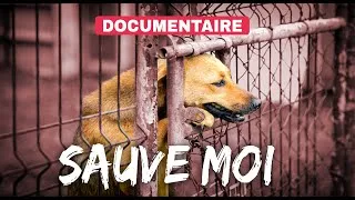 Miniature : Si seulement ils pouvaient parler ... Les chiens et chats errants à l'île Maurice