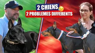 Miniature : 2 DOBERMANS, 2 PROBLÈMES… ELLE VIENT SE FORMER À LA MÉTHODE GUN !