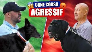 Miniature : CANE CORSO AGRESSIF 45 KG À GÉRER !