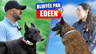 Miniature : Elle a peur pour son Malinois face aux autres chiens
