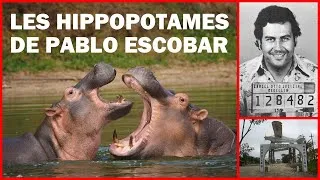 Miniature : Les hippopotames de Pablo Escobar