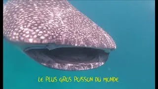 Miniature : LE PLUS GROS POISSON DU MONDE PHILIPPINES / H2O2 NATURE