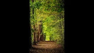 Miniature : AMÉLIORER SA SANTÉ AVEC LA FORÊT: LE SHINRIN-YOKU
