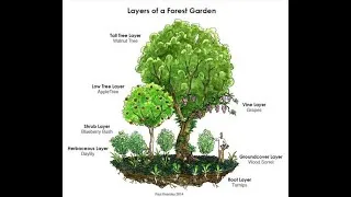 Miniature : COMMENT BÂTIR VOTRE PROPRE FORÊT DE VIE?