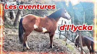 Miniature : LES AVENTURES D'I'LYCKA, Part.3