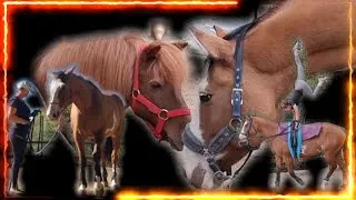Miniature : DE CHEVAL DE RANDO A CHEVAL DE VOLTIGE, les aventures d'I'Lycka, Part.2