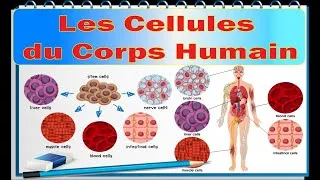 Miniature : Les Cellules du Corps Humain  خلايا جسم الانسان