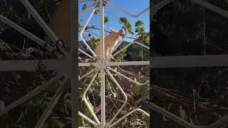 Miniature : Un Chat Curieux : Écoute de la Musique sous l'Arbre