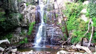 Miniature : Rainforest sounds with waterfalls: Minnamurra rainforest NSW | SOUNDS OF AUSTRALIAN NATURE