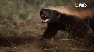Miniature : .LE RATEL:(N° 2)-- UN animal que j'adore, car doté de qualités diverses extraordinaires...