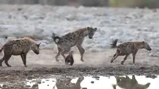 Miniature : .LE RATEL:(N° 1) UN animal que j'adore, car doté de qualités diverses extraordinaires...