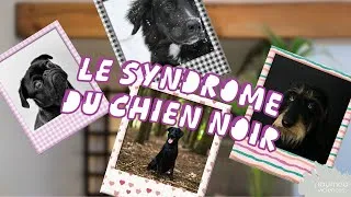 Miniature : Qu'est-ce que le syndrome du chien noir ?