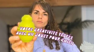 Miniature : L’expérience avec un jouet pour chien qui a tout changé sur la créativité