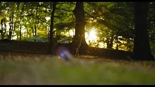 Miniature : Pourquoi des agents du Département sauvent-ils des faons avant la fauche ? 🦌