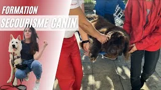 Miniature : LES GESTES DE 1ER SECOURS POUR SAUVER VOTRE CHIEN !