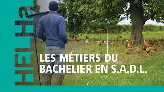 Miniature : Bachelier en Systèmes Alimentaires Durables et Locaux (SADL) - les DÉBOUCHÉS