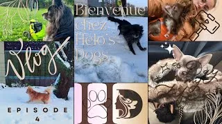 Miniature : Bienvenue chez Helo's Dogs Episode 4