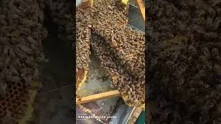 Miniature : Réorganisation ruche⚠️😱