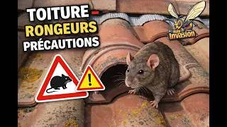 Miniature : Toiture – Rongeurs – Précautions