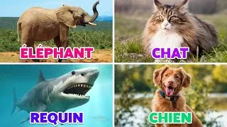 Miniature : Devine les ANIMAUX en 10 secondes 🐶🐹🐓 Apprendre 40 Noms d'Animaux pour les Enfants