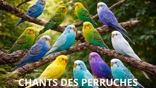 Miniature : Le chant des PERRUCHES 🦜 
