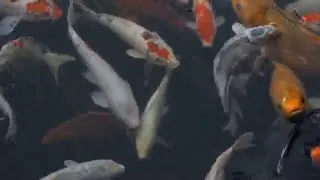 Miniature : Aquarium